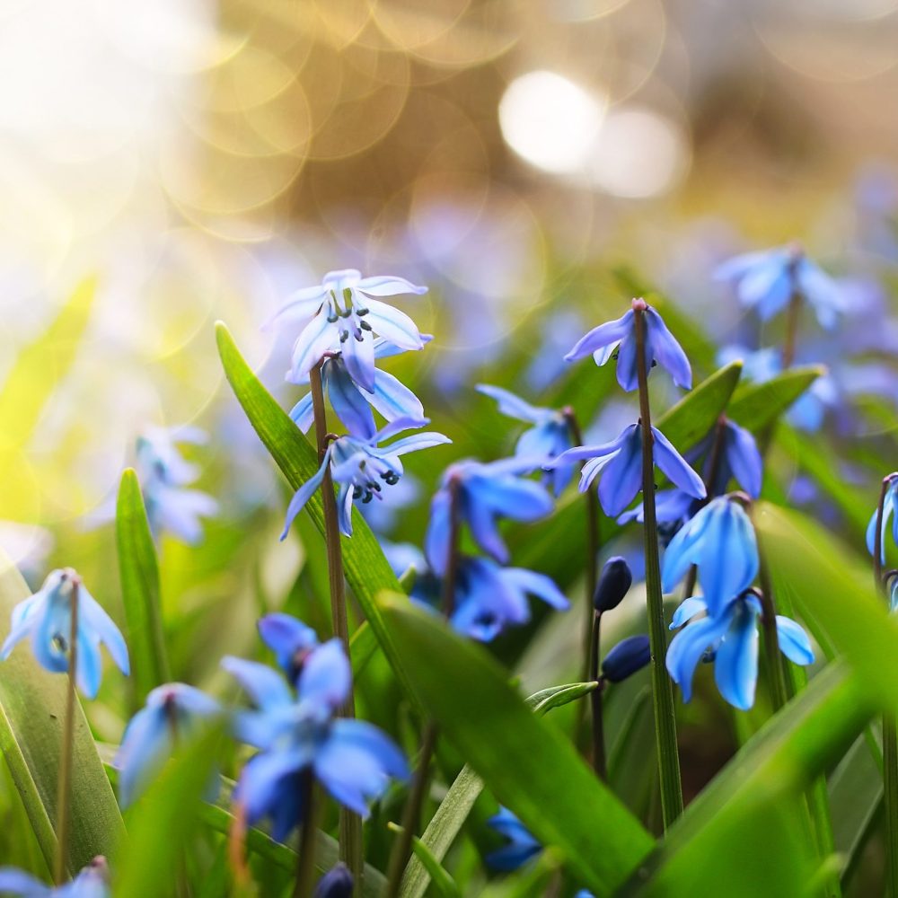 sunlight and rays on blue first flower in spring